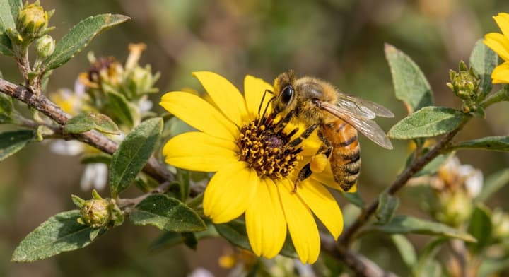 Golden Pollinator – Honey Bee on Yellow Flower wallpaper