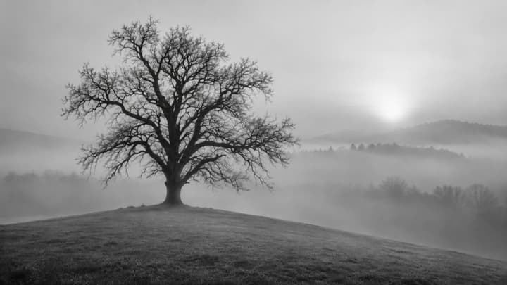 Lonely Tree in Misty Black and White Landscape wallpaper