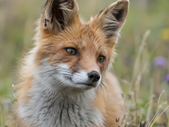 Red Fox Close-Up Wildlife Portrait – 4K Wallpaper wallpaper